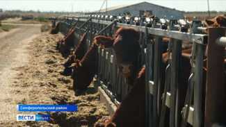 Крымские фермеры выращивают уникальных коров породы Лимузин
