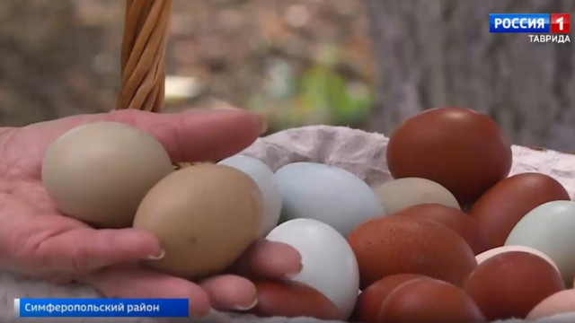 Крымчанка собрала коллекцию кур, несущих разноцветные яйца