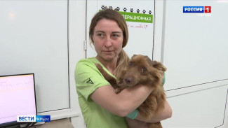 В Крыму участились случаи жестокого обращения с животными